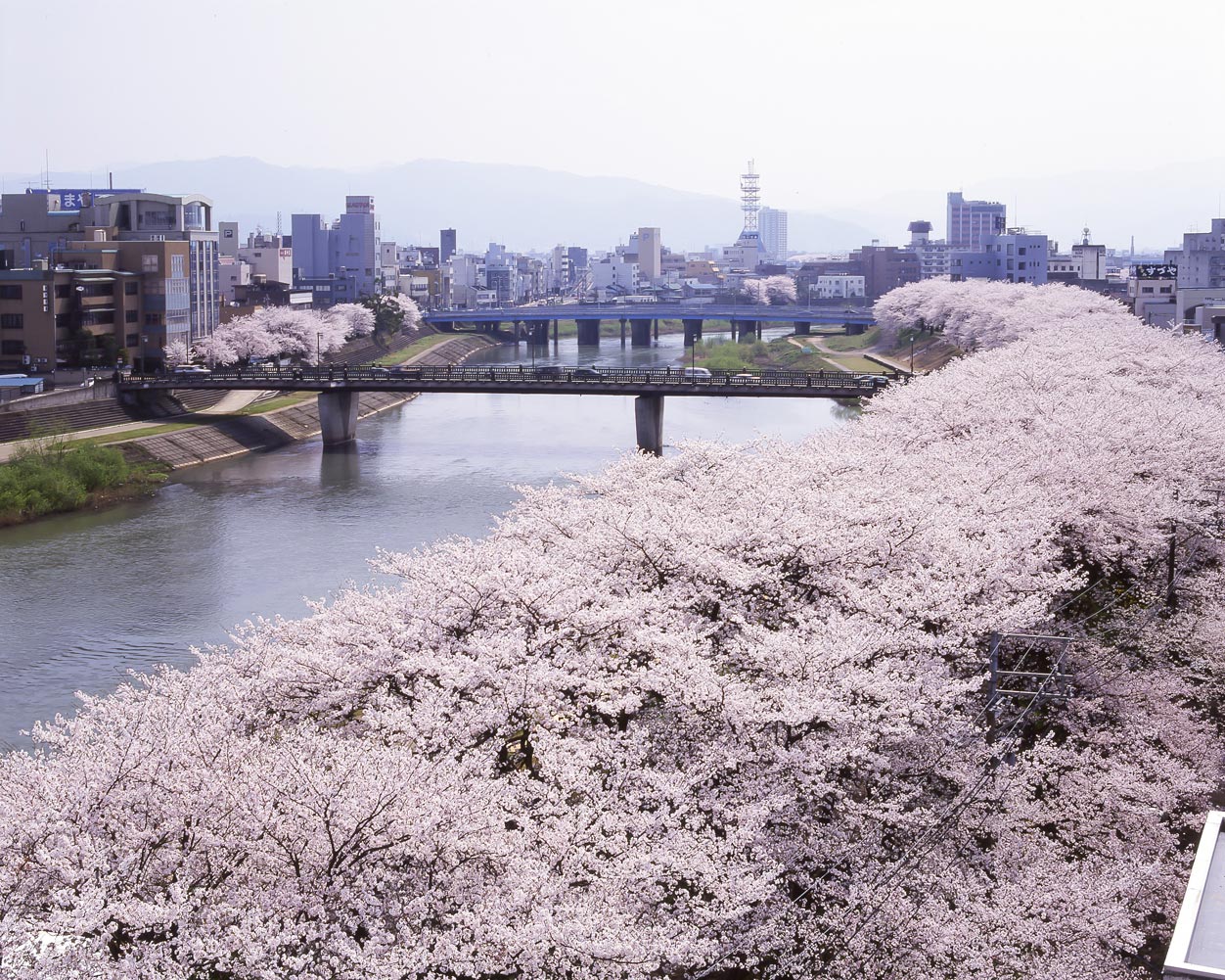 足羽川の桜並木【ホテル近隣】 サムネイル